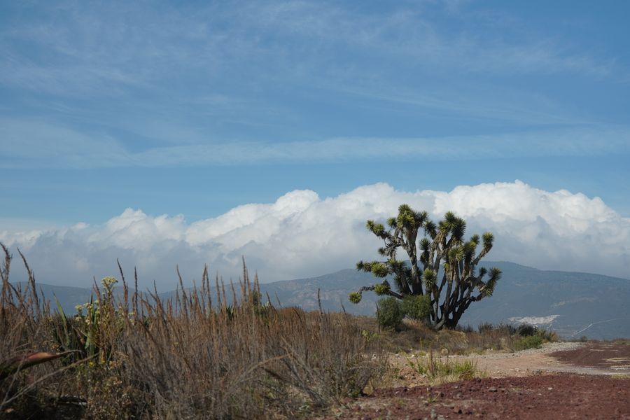 Joshua Tree